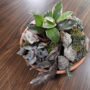 saucer-succulents-lichen-driftwood