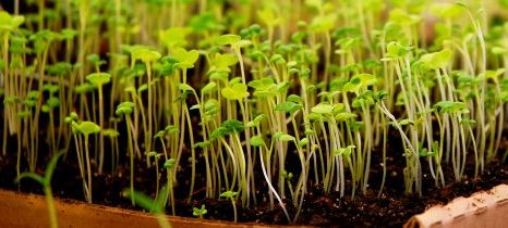 seedling-tray-peter-dolan