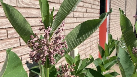 September offerings for Valley gardeners young and old