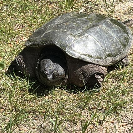 Why turtles matter (and why they need backup from the ground up)