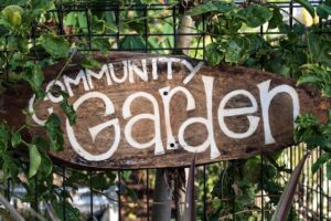 MV community food garden launches in Barry's Bay